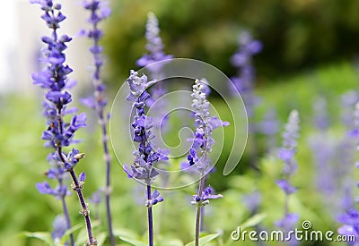 Clary Sage Stock Photo