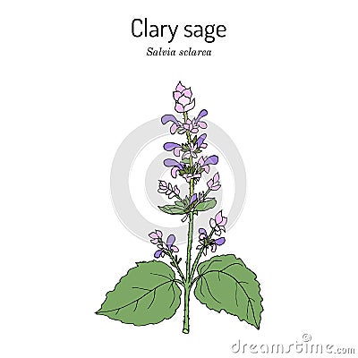 Clary sage Salvia sclarea , medicinal plant Vector Illustration