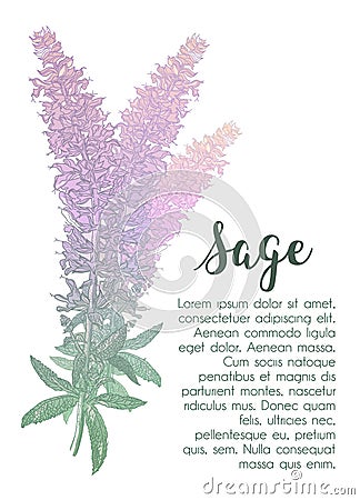 Clary sage, Salvia sclarea, medicinal plant. Hand drawn botanical vector illustration Vector Illustration
