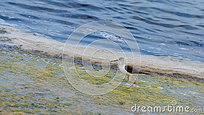 Bird class of Charadriiformes Recurvirostridae species, black widow type Stock Photo