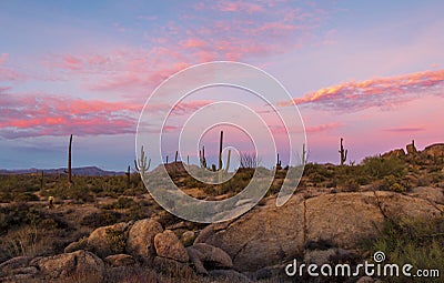 Classic Arizona Desert Landscape With Cactus At Dusk Stock Photo