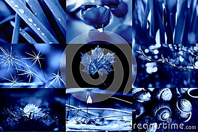 Classic Blue. Color of the Year 2020. A collage of natural macro photos Stock Photo