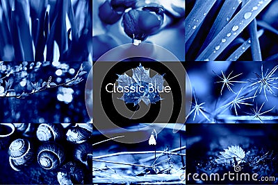 Classic Blue. Color of the Year 2020. A collage of natural macro photos Editorial Stock Photo