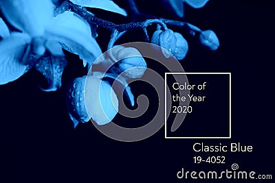 Classic Blue. Color of the Year 2020. delicate pink Orchid with dew drops close-up on black background Editorial Stock Photo