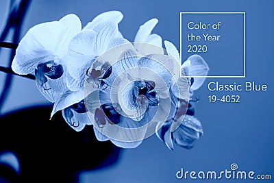 Classic Blue. Color of the Year 2020. delicate pink Orchid with dew drops close-up on light blue background Editorial Stock Photo