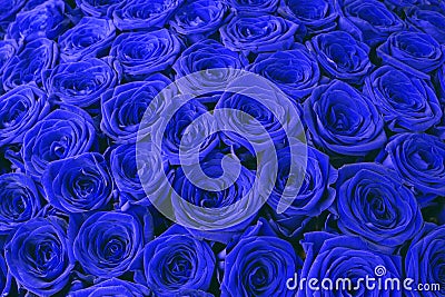 Classic blue floral roses backdrop. Blue roses background Stock Photo