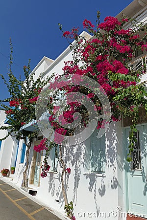 classic bougainvillea climbing a house, in Greece Stock Photo