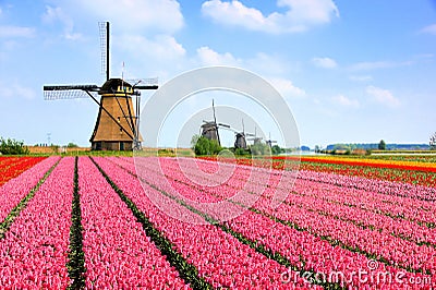 Dutch windmills behind rows of pink tulip flowers, Netherlands Stock Photo