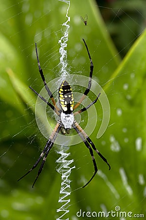 Classic Garden Spider and Zig Zag Web Stock Photo