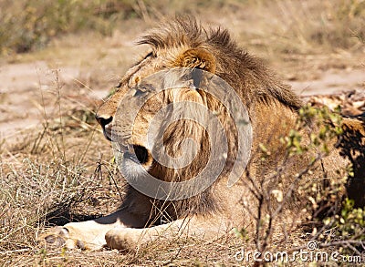 Classic male lion pose Stock Photo