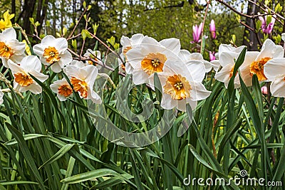 Classic narcissus plant with yellow-orange flowers, `Replete Improved` variety with double pink petals, daffodil, jonquil Stock Photo