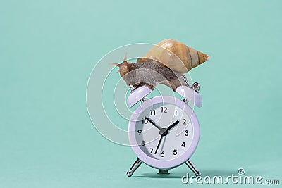 Classic round clock with arrows and a beautiful snail with a spiral shell on them on a green background. Time concept Stock Photo