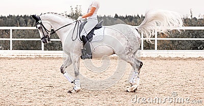 Classic White dressage horse. Equestrian sport. Dressage of horses in the arena. Sports stallion in the bridle Stock Photo