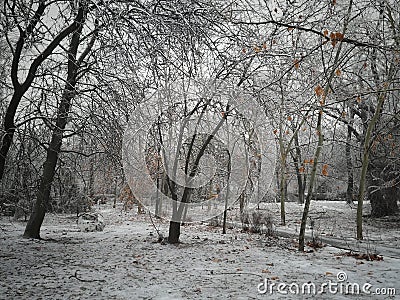 Classic winter picture of a frozen empty park Stock Photo