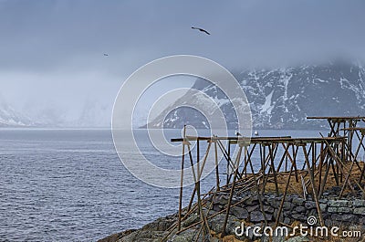 Classical Wooden Poles Constructions Made for Cod Drying Process at Lofoten Islands in Norway Stock Photo