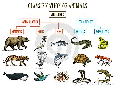 Classification of Animals. Reptiles amphibians mammals birds. Crocodile Fish Bear Tiger Whale Snake Frog. Education Vector Illustration