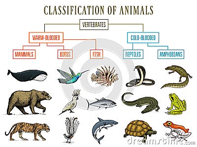 Classification of Animals. Reptiles amphibians mammals birds. Crocodile Fish Bear Tiger Whale Snake Frog. Education Vector Illustration