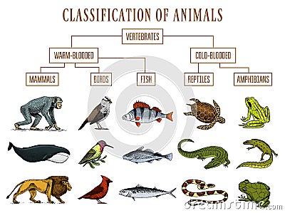 Classification of Animals. Reptiles amphibians mammals birds. Crocodile Fish Lion Whale Snake Frog. Education diagram of Vector Illustration