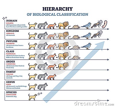 Classification of living things with biological hierarchy outline diagram Vector Illustration