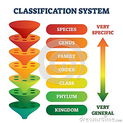 Classification system vector illustration. Labeled taxonomic rank scheme. Vector Illustration