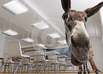 Classroom donkey Stock Photo