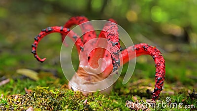 Octopus stinkhorn mushroom Stock Photo