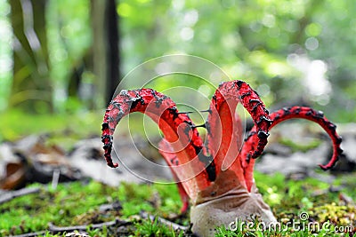 Octopus stinkhorn mushroom Stock Photo