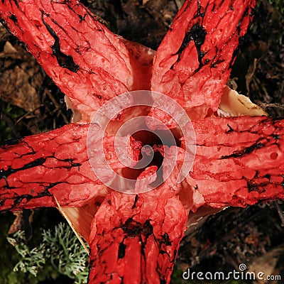 Clathrus archeri Stock Photo