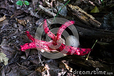 Clathrus archeri mushroom. Devil`s Fingers Stock Photo