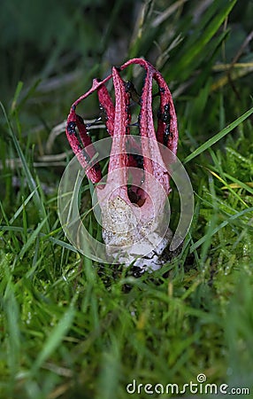 Clathrus archeri (synonyms Anthurus archeri), commonly known as octopus stinkhorn or devil's fingers Stock Photo