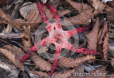 Clathrus archeri (synonyms Anthurus archeri), commonly known as octopus stinkhorn or devil's fingers Stock Photo