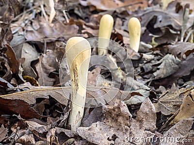 Clavaria aka Clavariadelphus pistillaris, wild mushroom. In woodland. Stock Photo