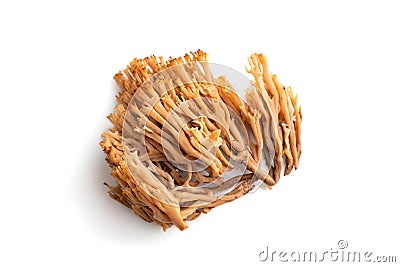 Clavaria coral mushroom isolated on white background. top view Stock Photo