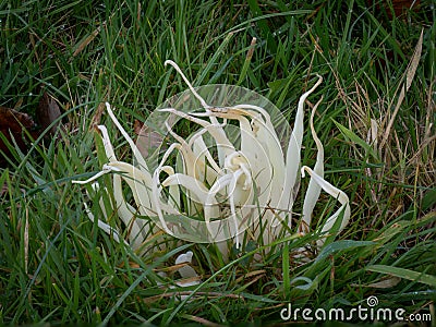 Clavaria fragilis, in field. Aka fairy fingers, white worm coral, or white spindles. Stock Photo