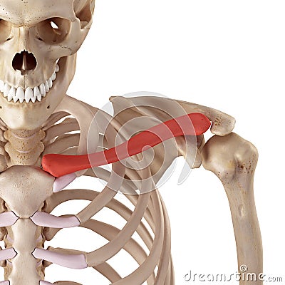 The clavicle Cartoon Illustration