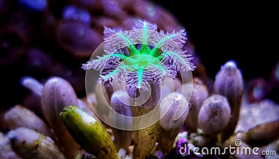 Clavularia Soft Glove Polyp - Clavularia sp. Stock Photo