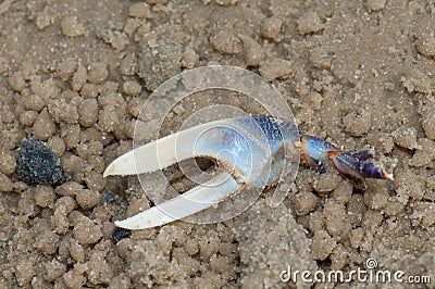 Claw of fiddler crab Afruca tangeri on the sand. Stock Photo