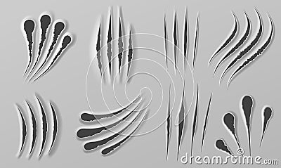 Claw rips. Marks of beast paws. Realistic bear, tiger or lion torn scratch. Horror halloween monster or animal slash mark texture Vector Illustration