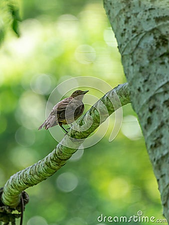 Clay-colored Thrush (Turdus grayi) in Costa Rica Stock Photo
