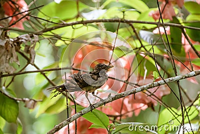 Clay-colored Thrush Turdus grayi after a bath Stock Photo