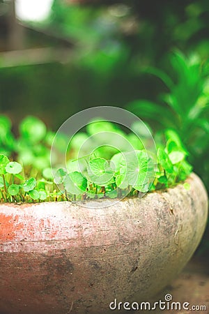 Clay outdoor large vase with green plants in the garden Stock Photo