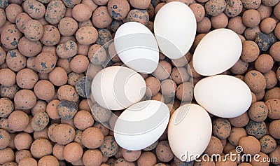 Clay Pebbles with eggs Stock Photo