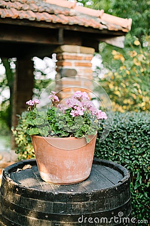 Clay pot with blooming geranium growing standing on an old barrel in the middle of the garden. Selective focus. garden design Stock Photo