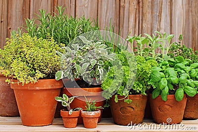 Clay pots with herbs in garden Stock Photo