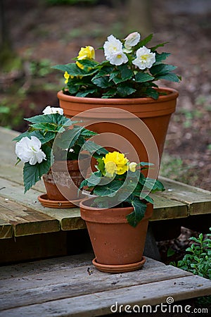 Clay Pots with White and Yellow Begonias Stock Photo