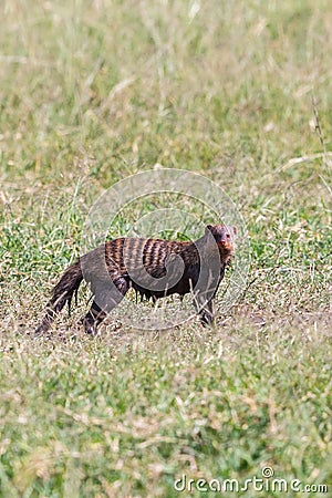 Clayey Banded mongooses in the the grass Stock Photo