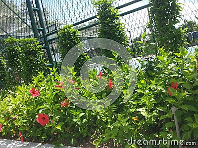 a clean and beautiful flowered garden by the footpath with lush green foliage Stock Photo