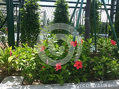 a clean and beautiful flowered garden by the footpath with red hibiscus flowerslush green foliage Stock Photo