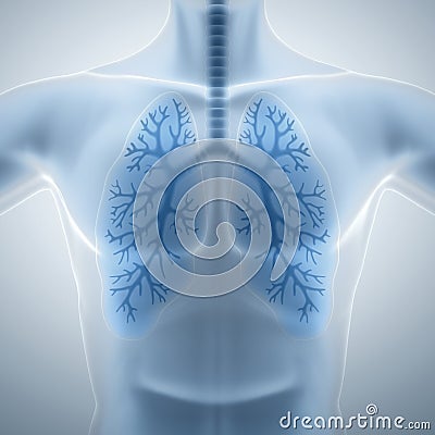 Clean and healthy lungs Stock Photo