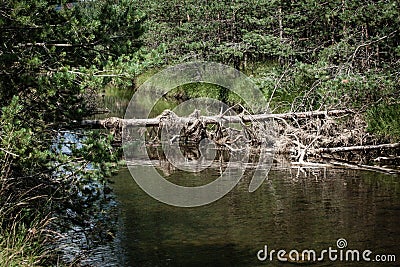 Clean mountain river and dried old tree Stock Photo